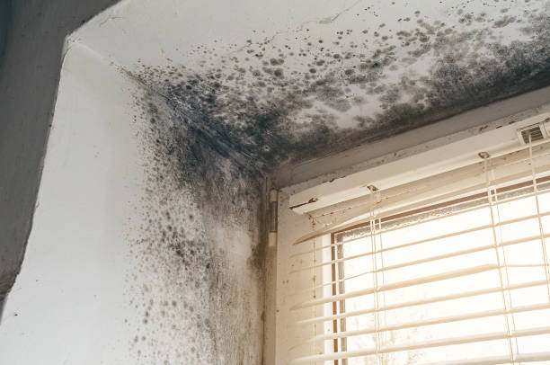 Affordable Mold Removal solutions in Guston, KY